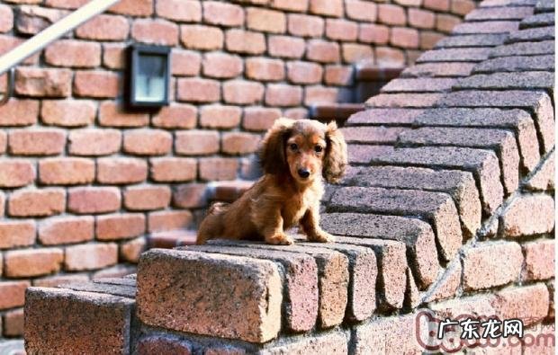 香肠三种不一样的被毛特征描述