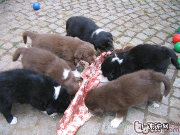 有关小狗生吃饲养的一些材料