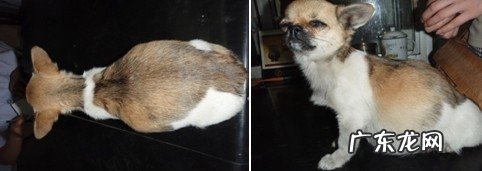 为何家养宠物犬要吃狗粮