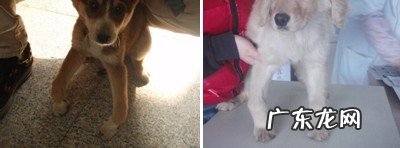 为何家养宠物犬要吃狗粮