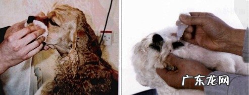 宠物造型前的十二项查验