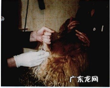 宠物造型前的十二项查验