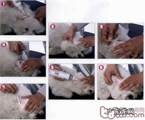 宠物造型前的十二项查验