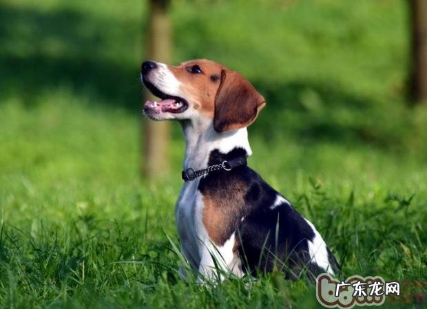 比熊犬换毛期吃有注重