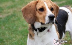 比熊犬不一样年纪所需营养成分不一样