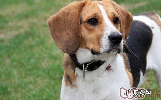 比熊犬不一样年纪所需营养成分不一样