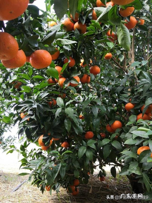 农村怎么把地里的农产品卖出去?