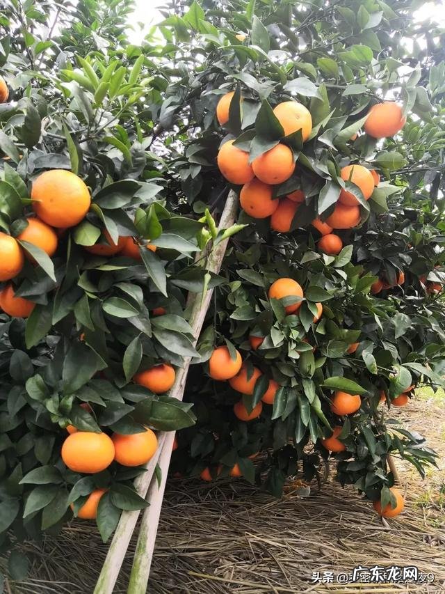 农村怎么把地里的农产品卖出去?