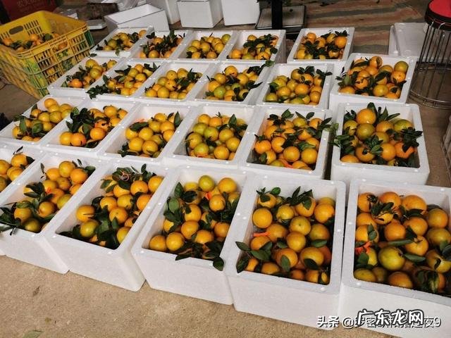 农村怎么把地里的农产品卖出去?