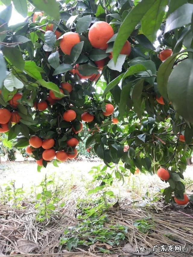 农村怎么把地里的农产品卖出去?