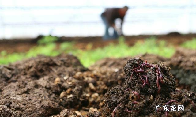 创业投资有机肥厂。有前途吗?