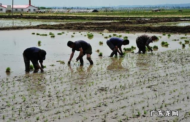 农女种田养娃记？ 农村长大的娃们，你会种田插秧吗？
