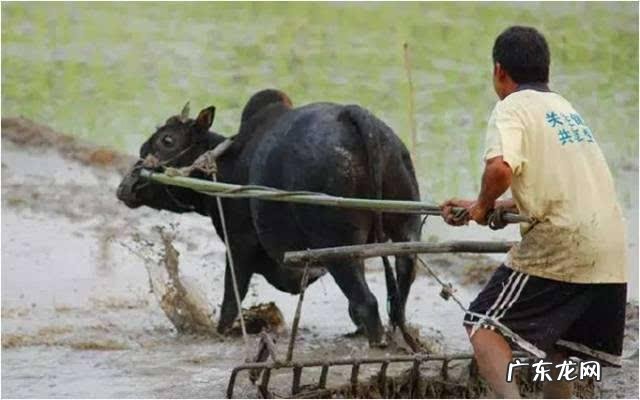 农女种田养娃记? 农村长大的娃们,你会种田插秧吗?