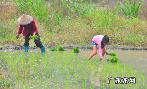 农女种田养娃记? 农村长大的娃们,你会种田插秧吗?