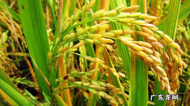 农女种田养娃记? 农村长大的娃们,你会种田插秧吗?