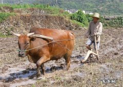农女种田养娃记？ 农村长大的娃们，你会种田插秧吗？