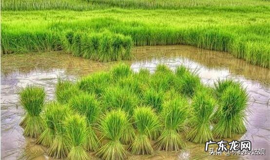 农女种田养娃记? 农村长大的娃们,你会种田插秧吗?