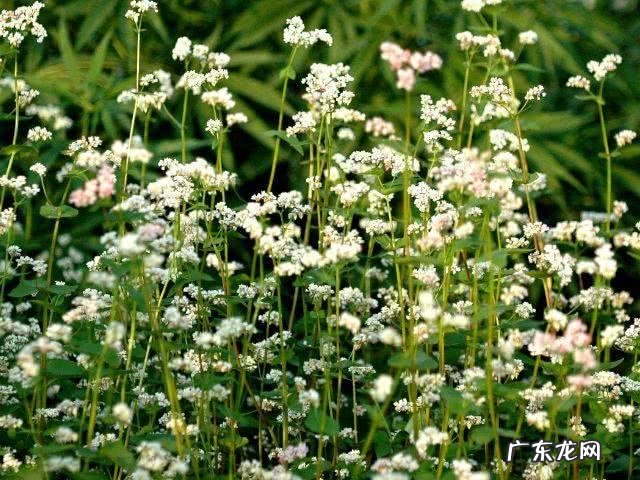 农女种田养娃记? 农村长大的娃们,你会种田插秧吗?