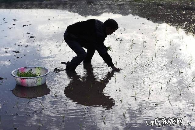 农女种田养娃记？ 农村长大的娃们，你会种田插秧吗？