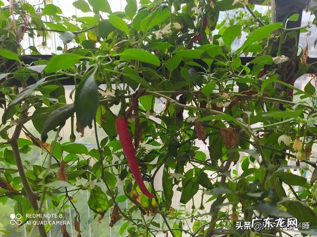 农女种田养娃记? 农村长大的娃们,你会种田插秧吗?