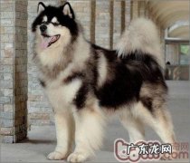 阿拉斯加犬雪橇犬和金毛的差别