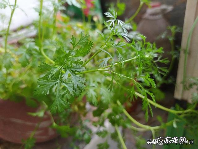 农女种田养娃记? 农村长大的娃们,你会种田插秧吗?