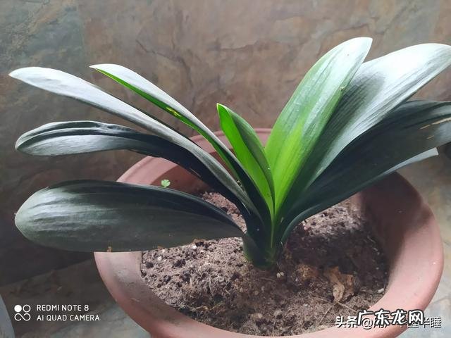 农女种田养娃记? 农村长大的娃们,你会种田插秧吗?