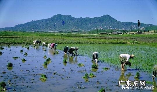 农女种田养娃记? 农村长大的娃们,你会种田插秧吗?