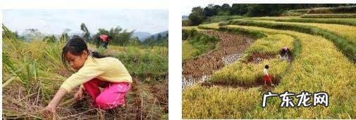 农女种田养娃记? 农村长大的娃们,你会种田插秧吗?