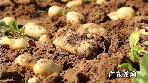 农女种田养娃记? 农村长大的娃们,你会种田插秧吗?