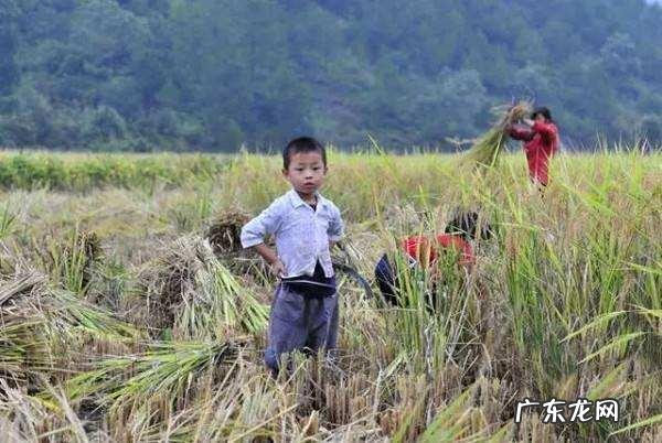 农女种田养娃记? 农村长大的娃们,你会种田插秧吗?