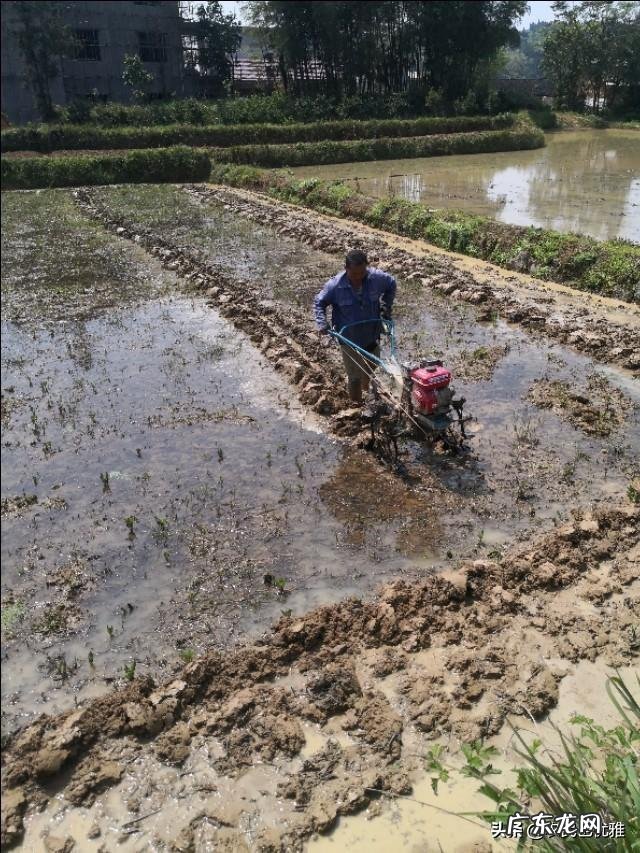 农女种田养娃记？ 农村长大的娃们，你会种田插秧吗？