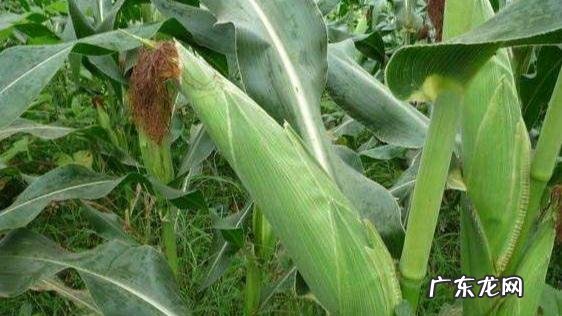 农女种田养娃记? 农村长大的娃们,你会种田插秧吗?