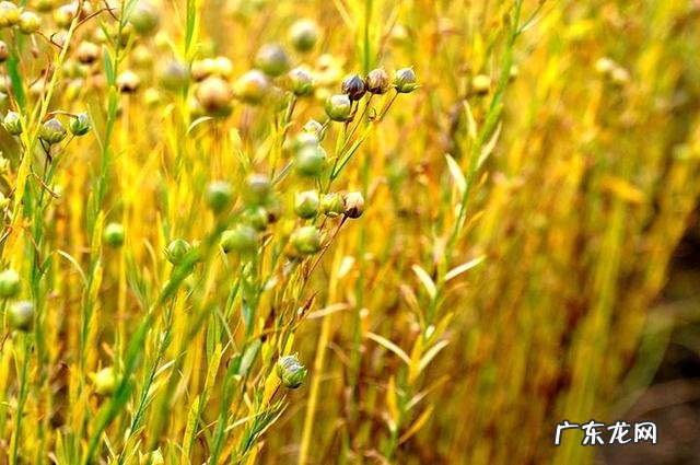 农女种田养娃记? 农村长大的娃们,你会种田插秧吗?