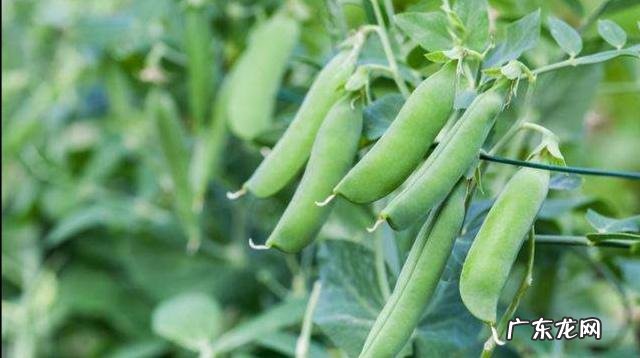 农女种田养娃记? 农村长大的娃们,你会种田插秧吗?