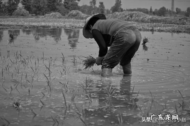 农女种田养娃记？ 农村长大的娃们，你会种田插秧吗？