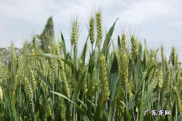 农女种田养娃记? 农村长大的娃们,你会种田插秧吗?