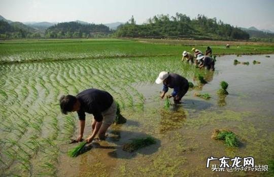 农女种田养娃记? 农村长大的娃们,你会种田插秧吗?