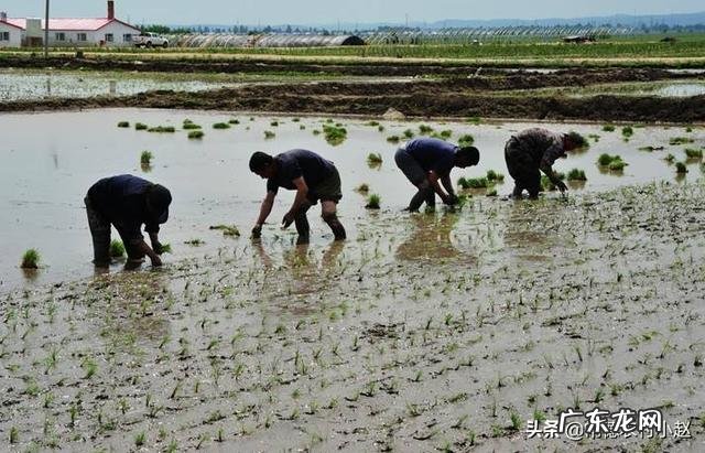 农女种田养娃记？ 农村长大的娃们，你会种田插秧吗？