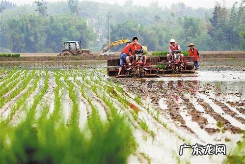 农女种田养娃记? 农村长大的娃们,你会种田插秧吗?