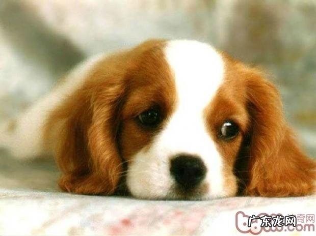 小狗饮食搭配上一十二个标准