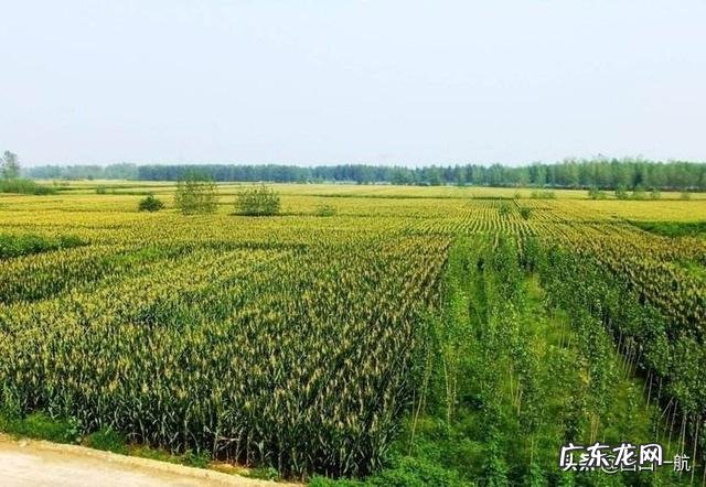 家乡的农作物主题活动? 家乡种田的农民的农作物如何打通销路?