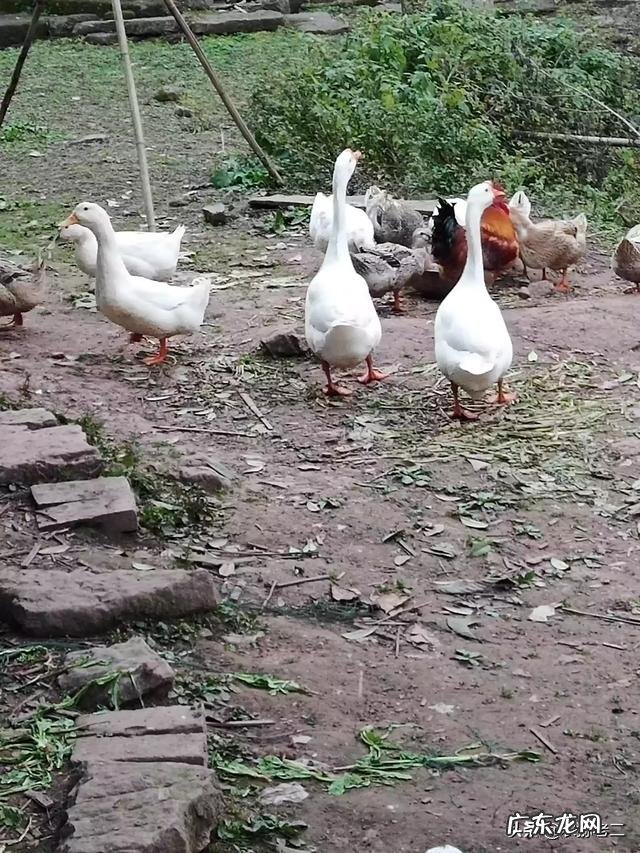 家乡的农作物主题活动? 家乡种田的农民的农作物如何打通销路?