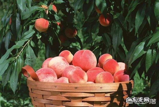 家乡的农作物主题活动? 家乡种田的农民的农作物如何打通销路?