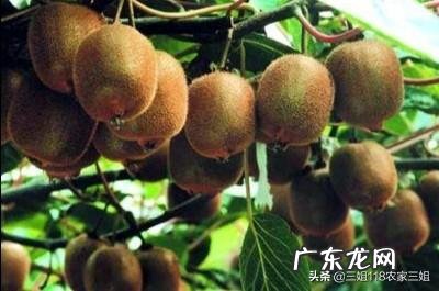 家乡的农作物主题活动? 家乡种田的农民的农作物如何打通销路?