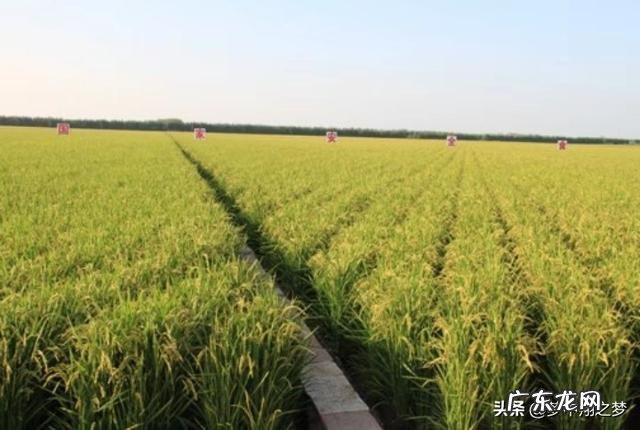 家乡的农作物主题活动? 家乡种田的农民的农作物如何打通销路?