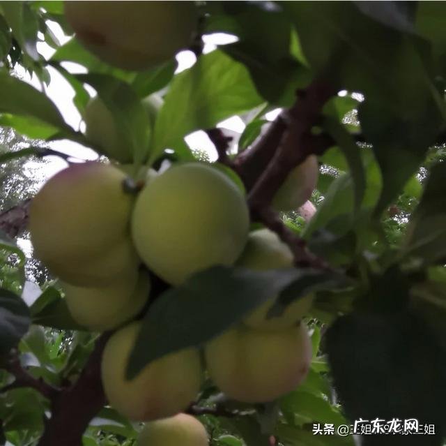 家乡的农作物主题活动? 家乡种田的农民的农作物如何打通销路?