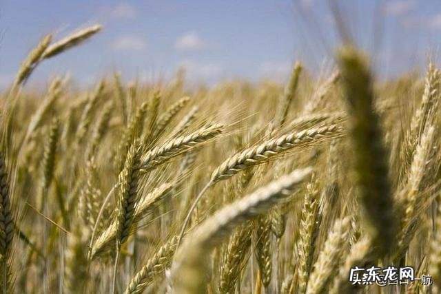 家乡的农作物主题活动? 家乡种田的农民的农作物如何打通销路?