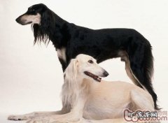 萨路基猎犬介绍