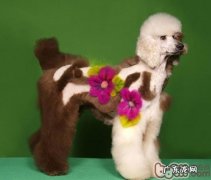 怎么让小狗的背毛更强